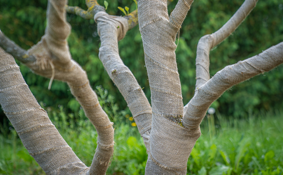Protecting the tree trunk against bark scorch