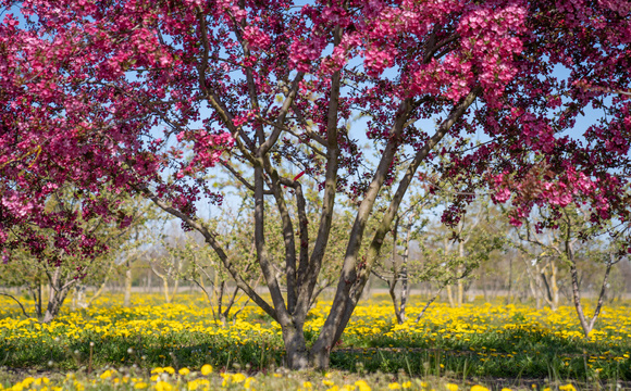 Blad- en naaldziekten