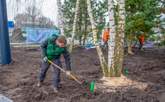 Finishing the root ball after planting