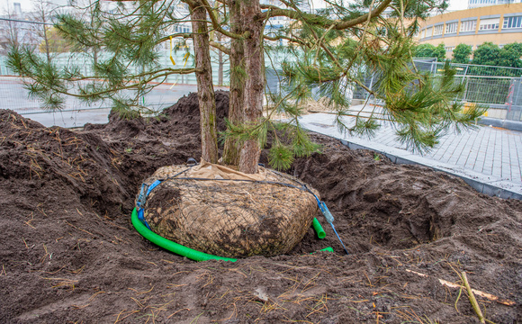 Planthoogte: niet te hoog, niet te laag
