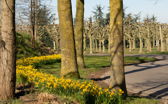 Insecten: bast- en houtboorders