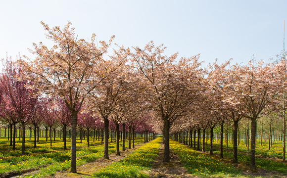 Hoogstam- en halfstam bomen