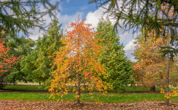 Beveerde bomen