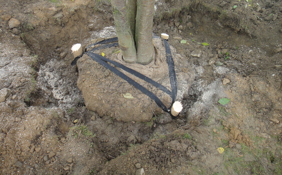 Underground tree anchoring