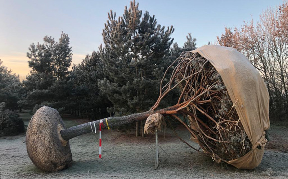 Groenblijvende- en bladhoudende bomen