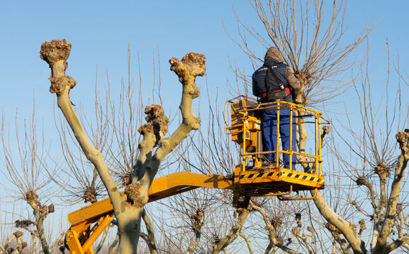 Pruning shaped trees