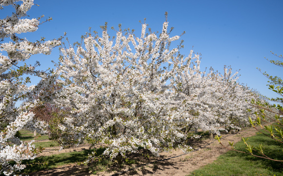 Fruit trees