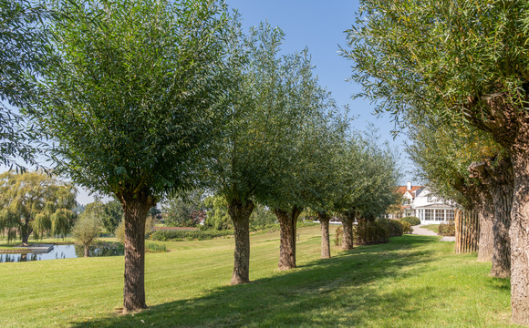 Stutzbäume