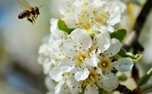 Bomen voor honingbijen