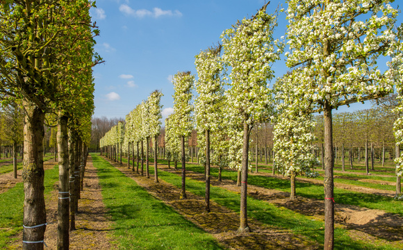 Arbres en espalier et arbres fruitiers en espalier