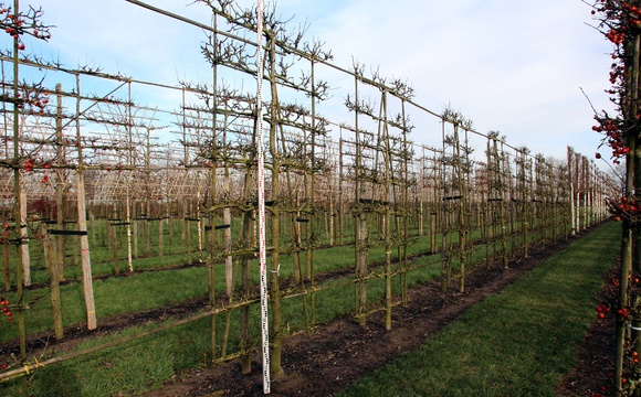 Het verschil tussen boomvormen en vormbomen