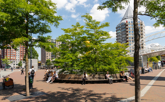 Stadsbomen voor de toekomst