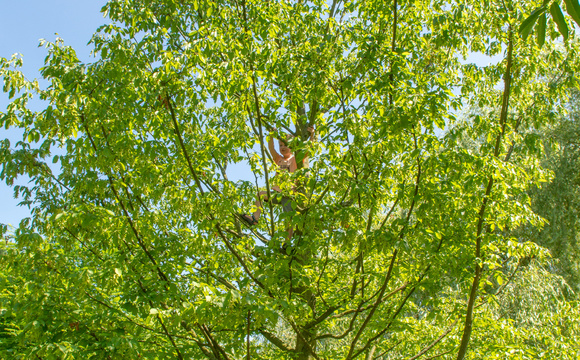 Climbing tree - shape and function 