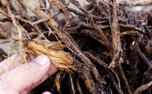 Overmatige watergift