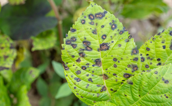 Leaf spots 