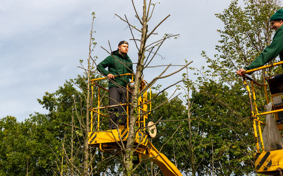 Onderhoudssnoei probleemtakken