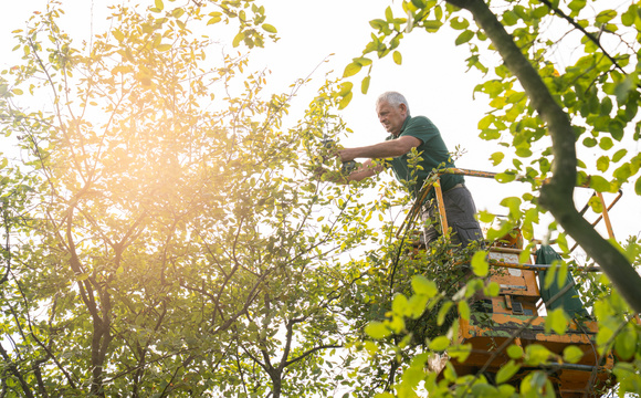 Snoeien en snoeiwijzer