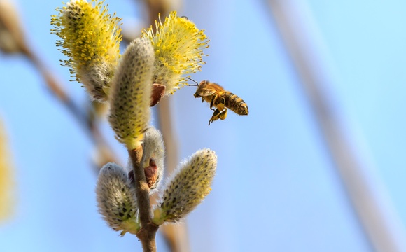 Biodiversität und Bäumen