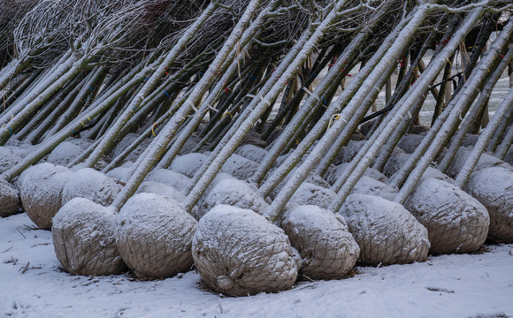 Bomen opslaan voor kortere of langere tijd