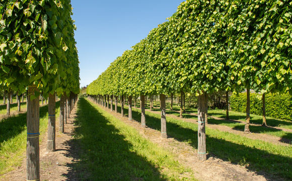 Annual pruning