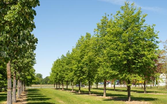 Arbres d'ombrage