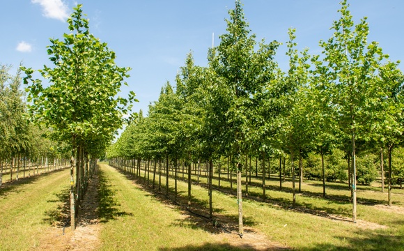 Arbres de haute tige