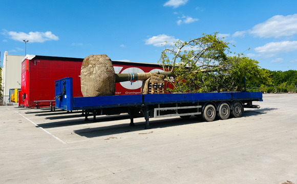 Bomen transporteren en lossen