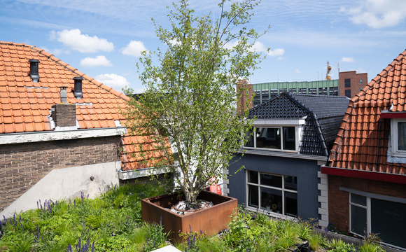 Bomen op daken