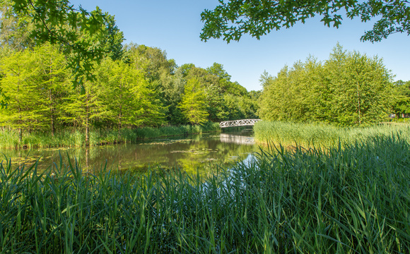 Bomen voor parken