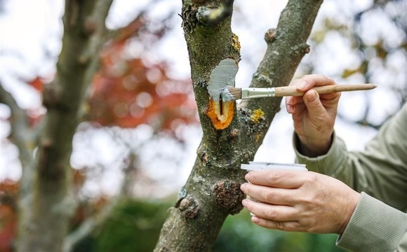 Beschadiging bij aanplant en wondverzorging