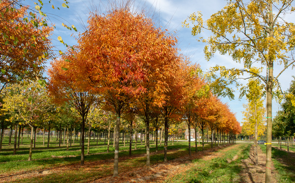 Shade trees