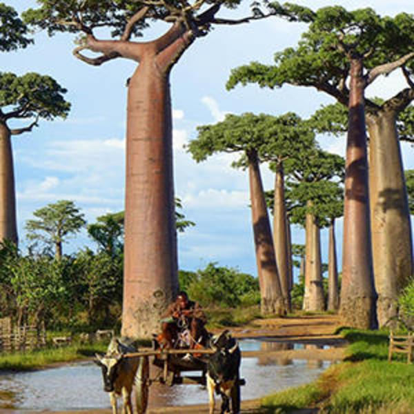 Weltbäume: außergewöhnlicher afrikanischer Baum mit bizarrer Erscheinung