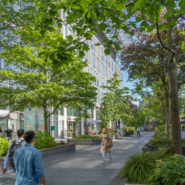 Stadtbäume für die Zukunft