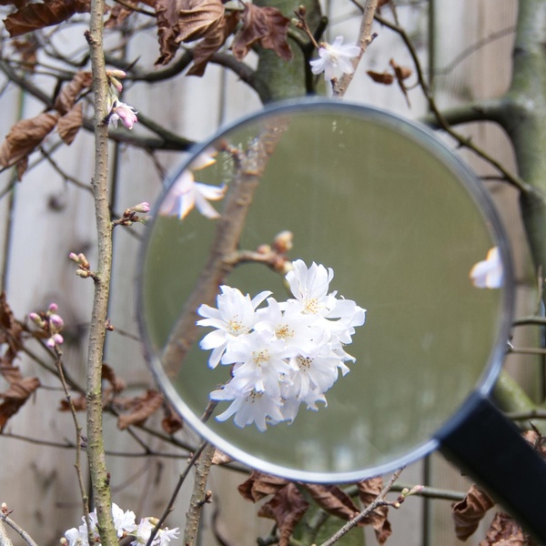 Ebben Online-Suchmaschine ‚TreeEbb‘: Finden Sie den richtigen Baum!