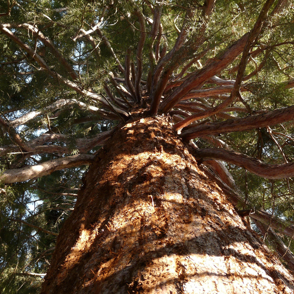 Bäume der Welt: der dickste, der höchste, der größte und der älteste Baum