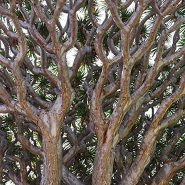 Weltbäume: charakteristischer Baum mit heilenden Kräften