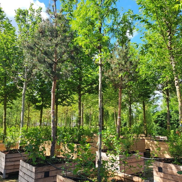 Amsterdam’s Birthday Forest on the Move: From Nursery to Capital City