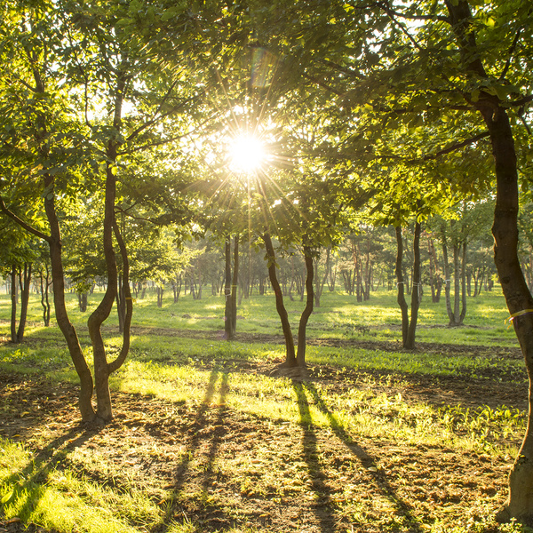 Voorkom bastverbranding bij bomen