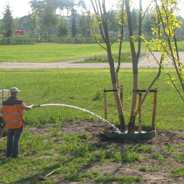Caring for trees after planting