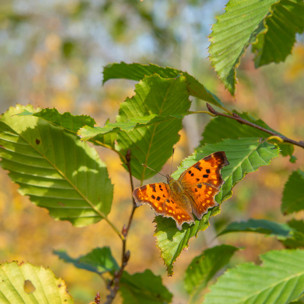 Duurzaamheid en ecologie