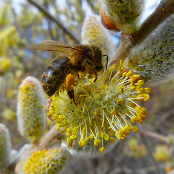 What nectar or pollen values do trees and plants have?