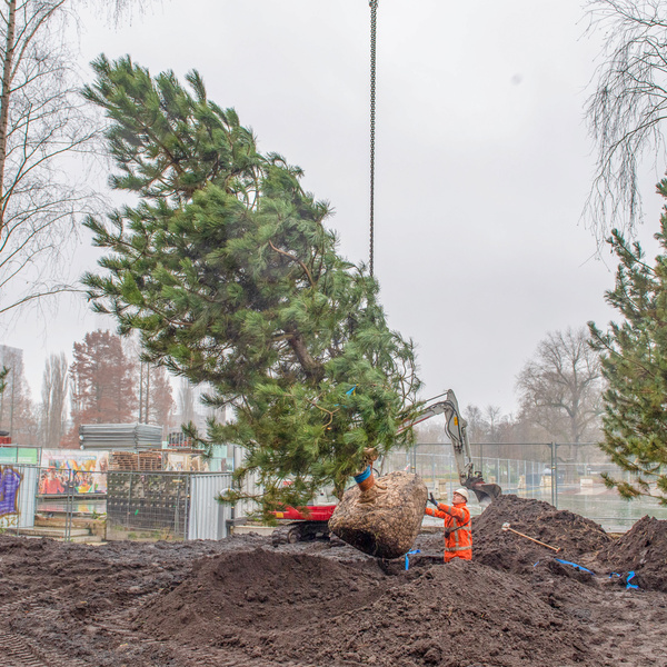 Bomen planten en beheren