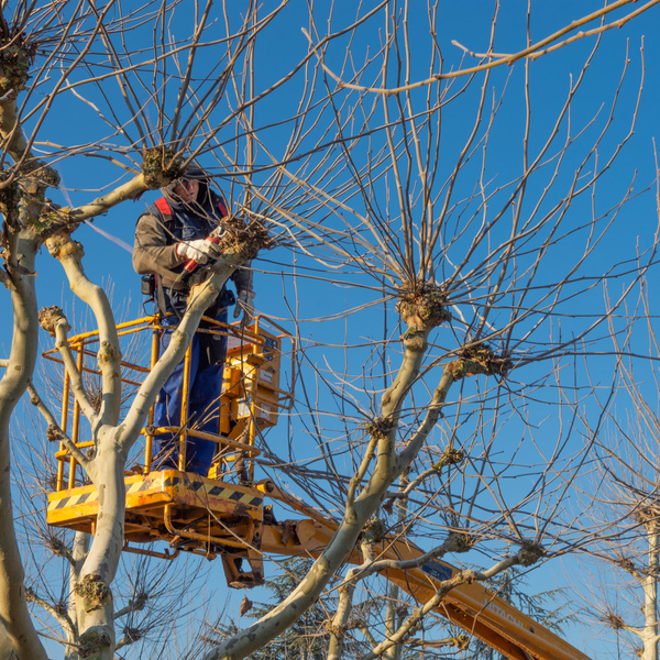 Pruning trees - Pruning Guide