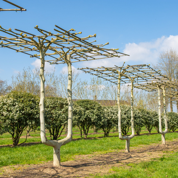 Shape trees and topiary trees