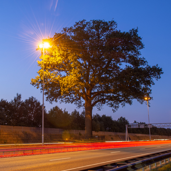 Bäume und Lichtmasten