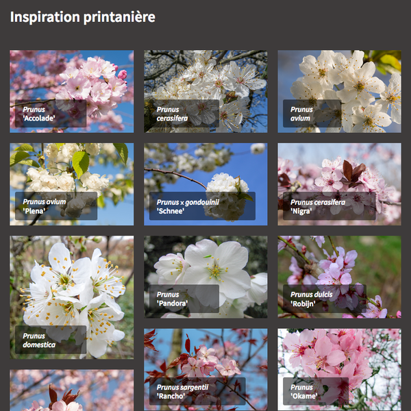 Nouveau dans le TreeEbb : Comparez les arbres et créez des moodboards