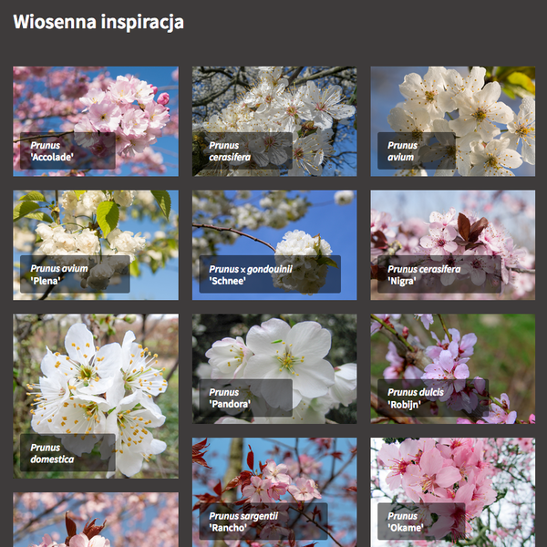 Nowość w TreeEbb: Porównywanie i tworzenie moodboardów