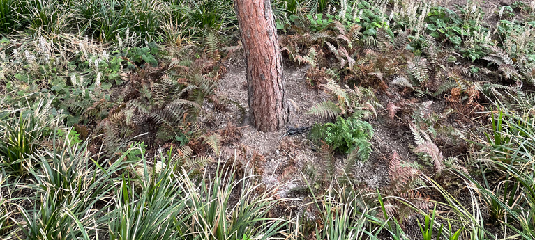 “Investeer in een goede standplaats. Liever een kleinere boom in een goed plantgat, dan een grotere, duurdere boom ten koste van het budget voor de plantgatvoorbereiding.”