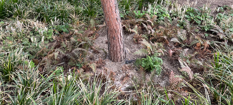 „Investieren Sie in einen guten Standplatz. Lieber einen kleineren Baum in ein gutes Pflanzloch setzen als einen größeren, teureren Baum auf Kosten des Budgets für die Pflanzlochvorbereitung.“