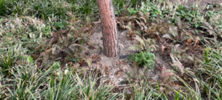 „Investieren Sie in einen guten Standplatz. Lieber einen kleineren Baum in ein gutes Pflanzloch setzen als einen größeren, teureren Baum auf Kosten des Budgets für die Pflanzlochvorbereitung.“